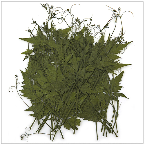 풍선덩굴/20pcs - 프레스코21