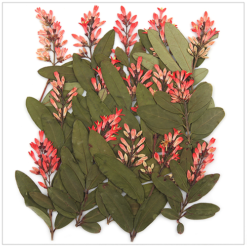 ��ǰ�̹���